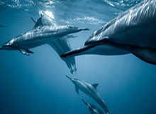 苏翊鸣，闭幕式旗手！